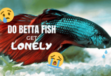 How do I know if my clownfish is happy? How do I know if my clownfish is happy?
