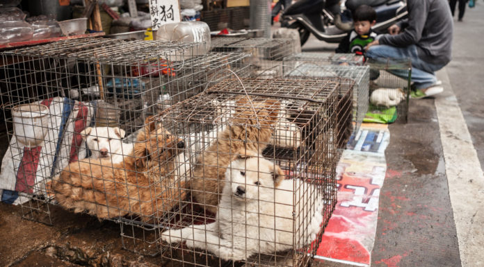 How do you beat the watermelon festival? How do you beat the watermelon festival?