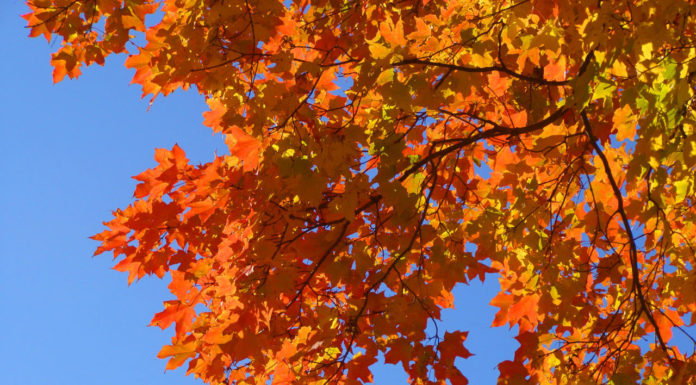 How do you fall leaf on a snowboard? How do you fall leaf on a snowboard?