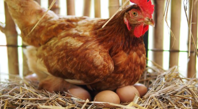 How do you get a dolphin to come to you? How do you get a dolphin to come to you?