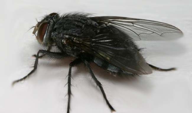 How do you get rid of midges in Ireland? How do you get rid of midges in Ireland?