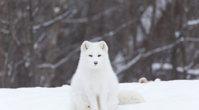 How do you get to Shetland from Norway? How do you get to Shetland from Norway?