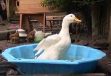 How do you make a Moroccan bath at home? How do you make a Moroccan bath at home?