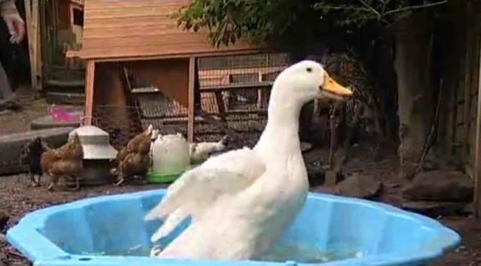 How do you make a Moroccan bath at home? How do you make a Moroccan bath at home?