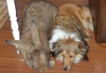 How do you say Flemish in Flemish? How do you say Flemish in Flemish?