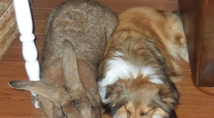 How do you say Flemish in Flemish? How do you say Flemish in Flemish?