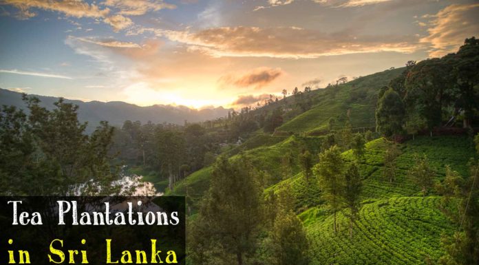 How do you say mother in Sri Lanka? How do you say mother in Sri Lanka?