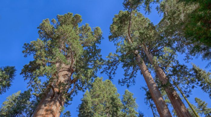 How far apart are Sequoia and Yosemite? How far apart are Sequoia and Yosemite?