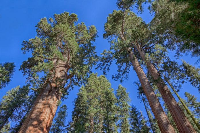 How far apart are Sequoia and Yosemite?