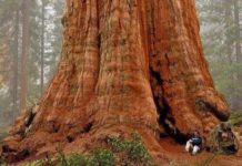 How far are giant redwoods from San Francisco? How far are giant redwoods from San Francisco?