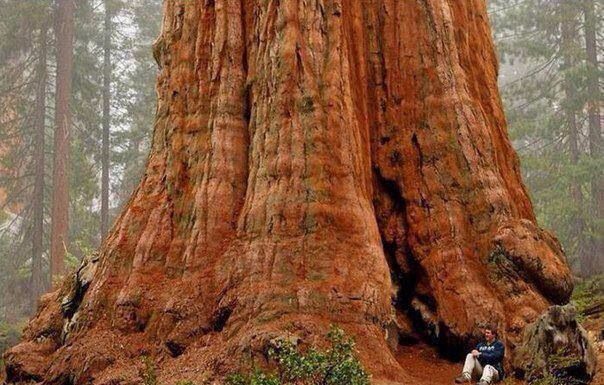 How far are giant redwoods from San Francisco? How far are giant redwoods from San Francisco?