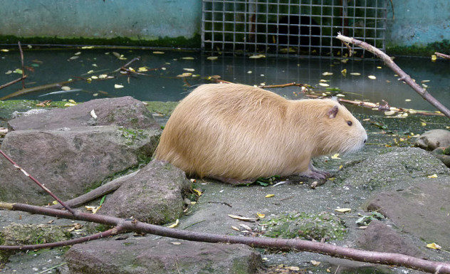 How long do beaver ponds last? How long do beaver ponds last?
