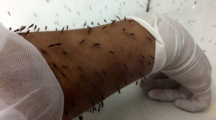 How long does it take to go through ago? How long does it take to go through ago?