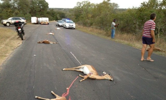 How many Impala does a Kruger have? How many Impala does a Kruger have?