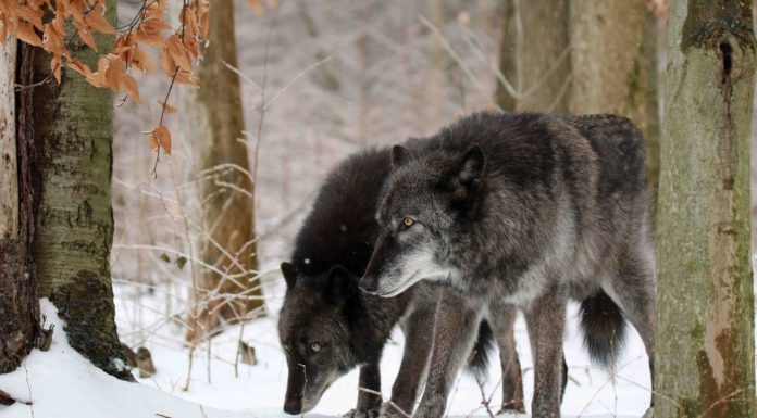 How many buffalo slots are there? How many buffalo slots are there?