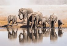 How many elephants are in Yala? How many elephants are in Yala?