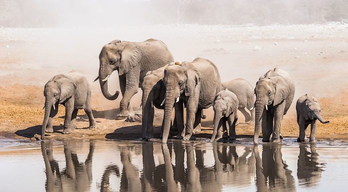 How many elephants are in Yala? How many elephants are in Yala?