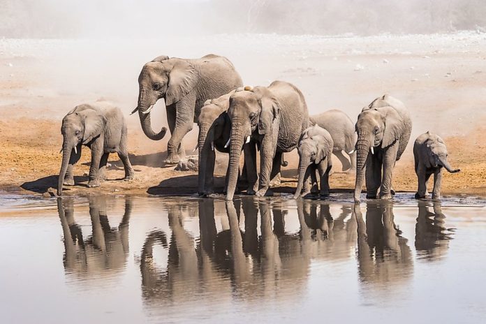 How many elephants are in Yala?