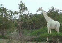 How many national parks and game reserves are there in Tanzania? How many national parks and game reserves are there in Tanzania?