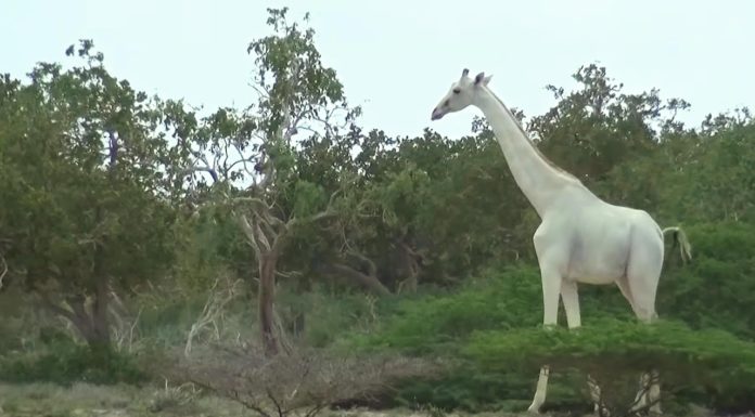 How many national parks and game reserves are there in Tanzania? How many national parks and game reserves are there in Tanzania?