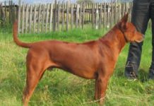 How many soi dogs are in Thailand? How many soi dogs are in Thailand?