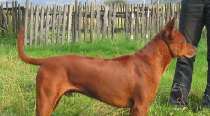 How many soi dogs are in Thailand? How many soi dogs are in Thailand?