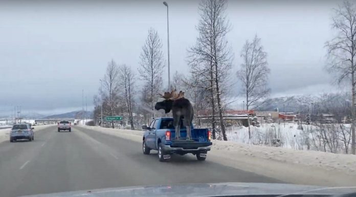 How much do Wolt drivers make? How much do Wolt drivers make?