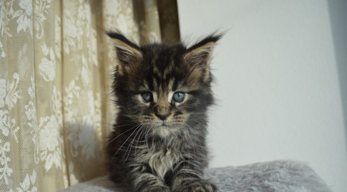 How much does Silver Line cost Boston? How much does Silver Line cost Boston?