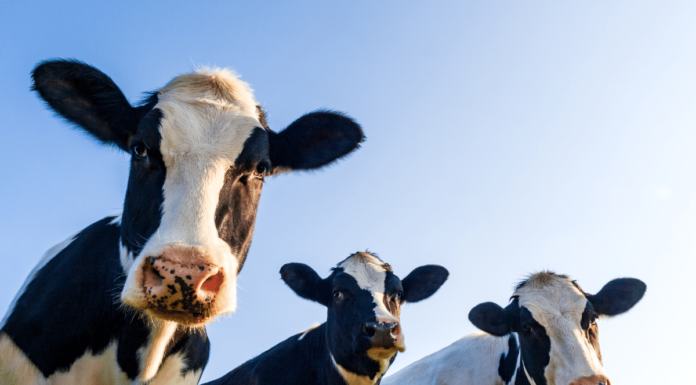 How much does it cost to buy a house in Belize? How much does it cost to buy a house in Belize?