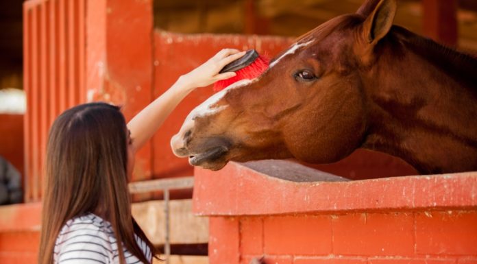 How much does it cost to have someone ride your horse? How much does it cost to have someone ride your horse?