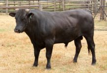How much does wagyu cow cost? How much does wagyu cow cost?
