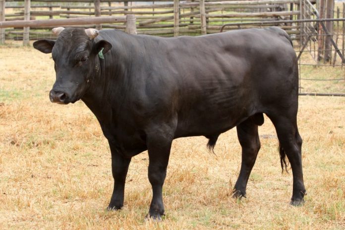 How much does wagyu cow cost?