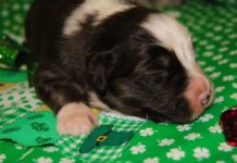 How much is a Disney cruise for 1 person? How much is a Disney cruise for 1 person?