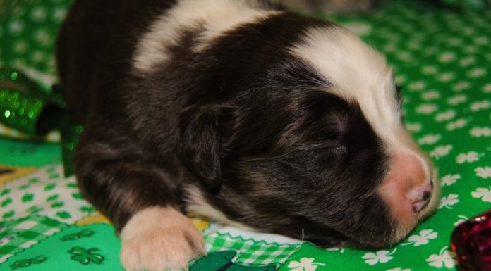 How much is a Disney cruise for 1 person? How much is a Disney cruise for 1 person?