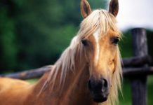 How much is a horse? How much is a horse?