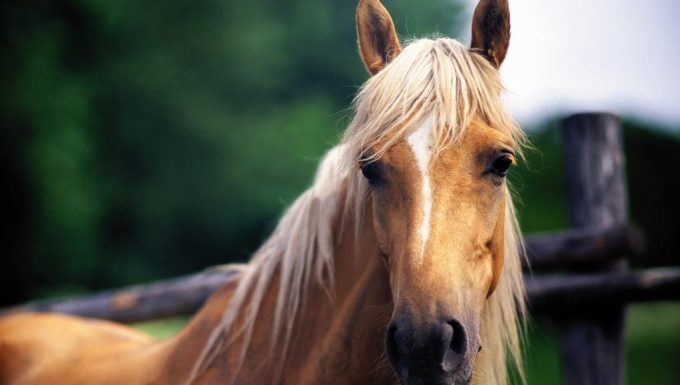 How much is a horse? How much is a horse?