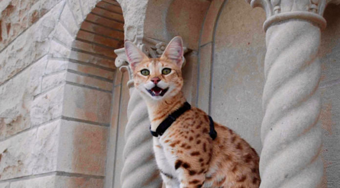 How much is domestic flight? How much is domestic flight?