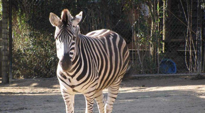 How much is entry to Australia Zoo? How much is entry to Australia Zoo?