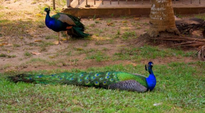 How much is the gate fee for Lekki Conservation Centre? How much is the gate fee for Lekki Conservation Centre?