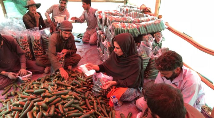 How much of Hawaii is agriculture? How much of Hawaii is agriculture?