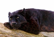 Is Black Panther good in 3D? Is Black Panther good in 3D?