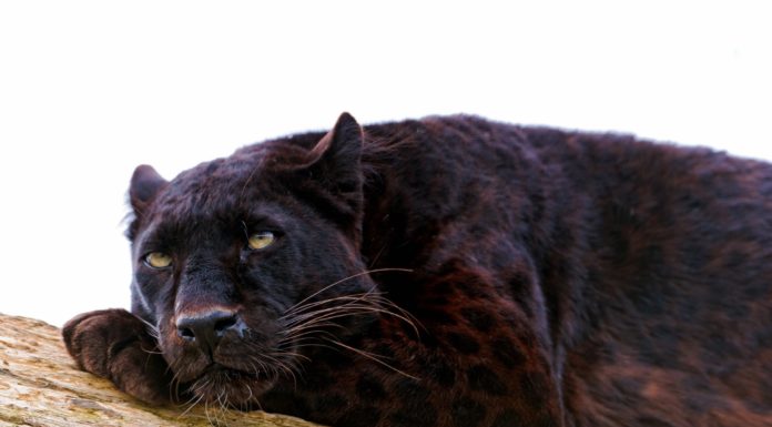 Is Black Panther good in 3D? Is Black Panther good in 3D?