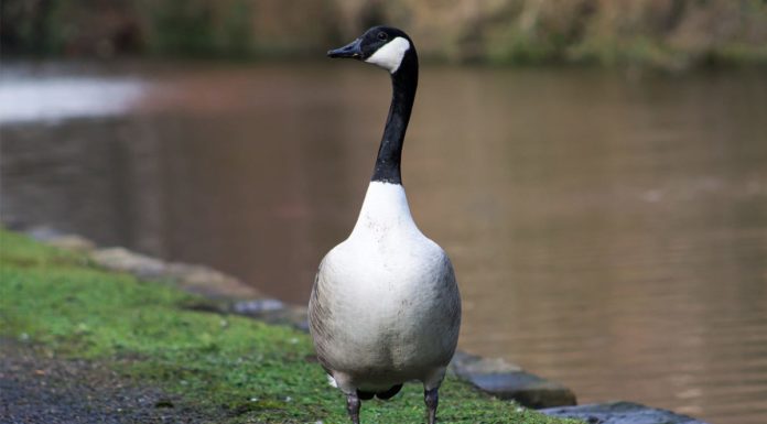 Is Canada Goose cruel? Is Canada Goose cruel?