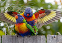 Is Coonamble an Aboriginal name? Is Coonamble an Aboriginal name?