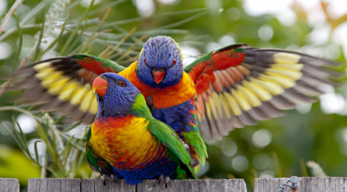 Is Coonamble an Aboriginal name? Is Coonamble an Aboriginal name?