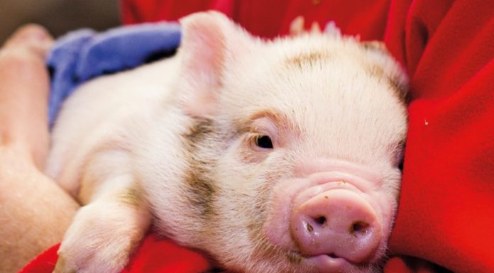 Is Dusseldorf worth living? Is Dusseldorf worth living?