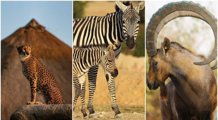 Is Genting open for travel? Is Genting open for travel?