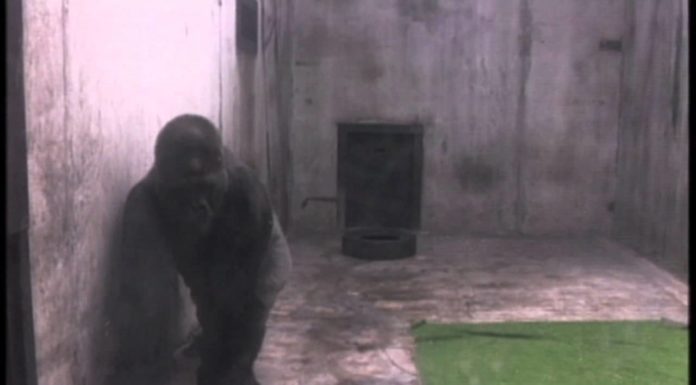 Is Hachiko a true story? Is Hachiko a true story?