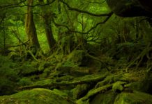 Is Japan cheap for electronics? Is Japan cheap for electronics?