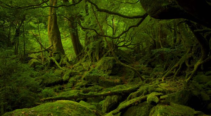 Is Japan cheap for electronics? Is Japan cheap for electronics?